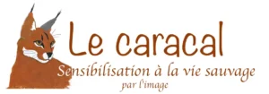 Caracal-Copie